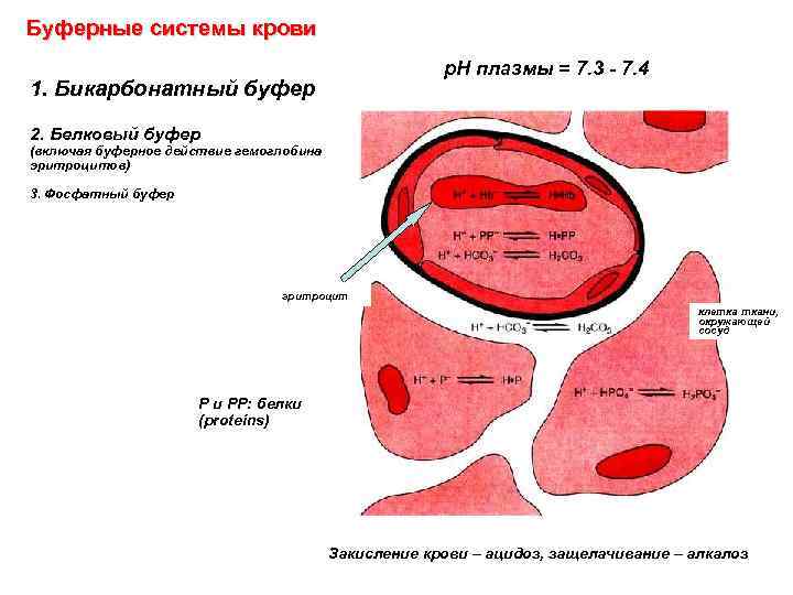 Буферные системы крови р. Н плазмы = 7. 3 - 7. 4 1. Бикарбонатный