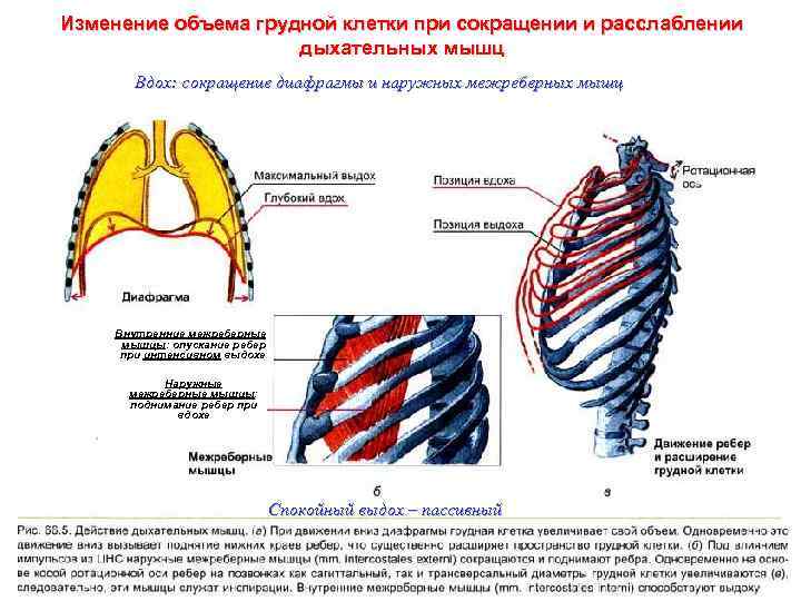 Изменение объема грудной клетки при сокращении и расслаблении дыхательных мышц Вдох: сокращение диафрагмы и