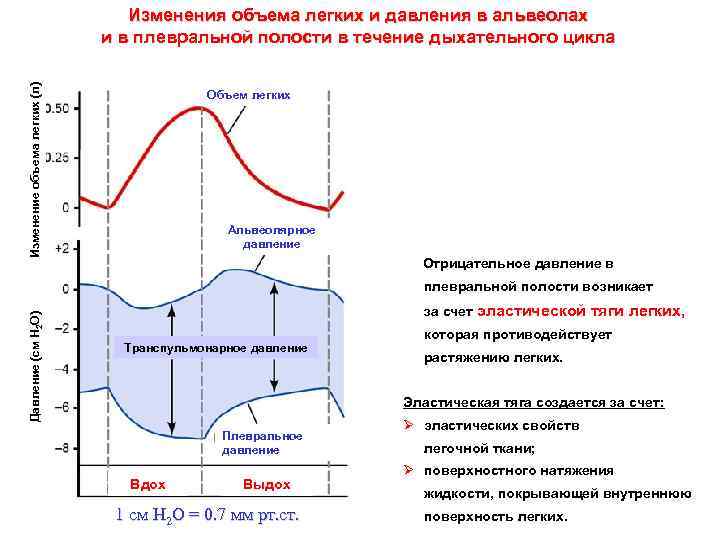 Изменение объема легких (л) Изменения объема легких и давления в альвеолах и в плевральной