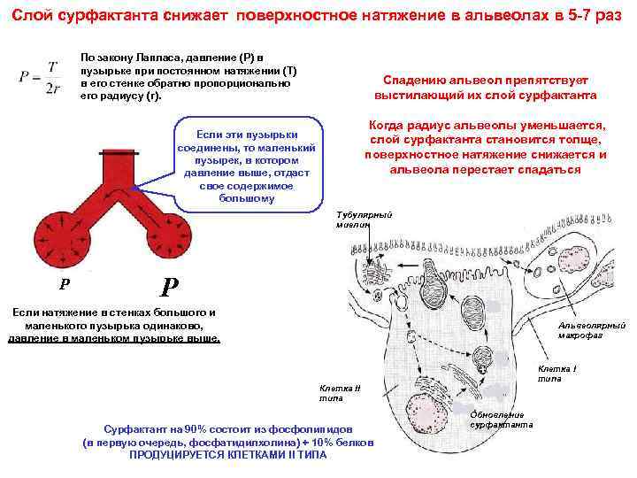 Слой сурфактанта снижает поверхностное натяжение в альвеолах в 5 -7 раз По закону Лапласа,