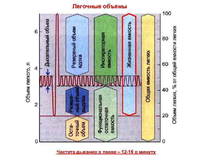 Легочные объемы Частота дыхания в покое – 12 -16 в минуту 