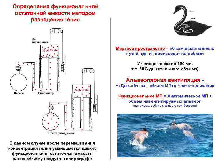 Определение функциональной остаточной емкости методом разведения гелия Мертвое пространство – объем дыхательных путей, где