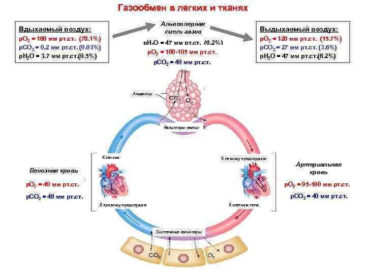 Газообмен в легких и тканях Альвеолярная смесь газов Выдыхаемый воздух: р. Н 2 О