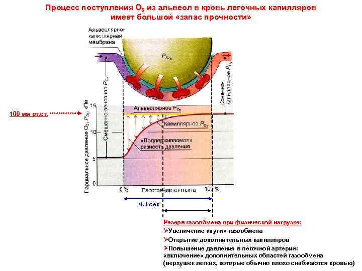 Процесс поступления О 2 из альвеол в кровь легочных капилляров имеет большой «запас прочности»