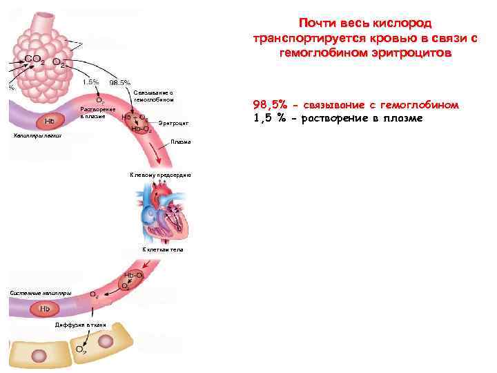 Почти весь кислород транспортируется кровью в связи с гемоглобином эритроцитов Связывание с гемоглобином Растворение