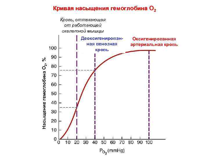 Кривая насыщения гемоглобина О 2 Кровь, оттекающая от работающей скелетной мышцы Насыщение гемоглобина О