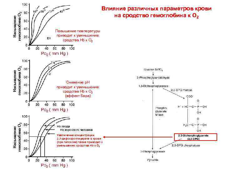 Насыщение гемоглобина О 2 Влияние различных параметров крови на сродство гемоглобина к О 2