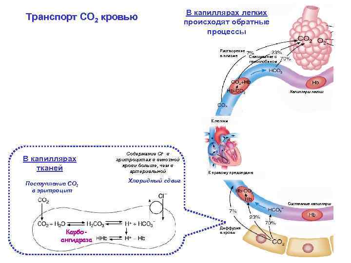 Транспорт СО 2 кровью В капиллярах легких происходят обратные процессы Растворение в плазме Связывание