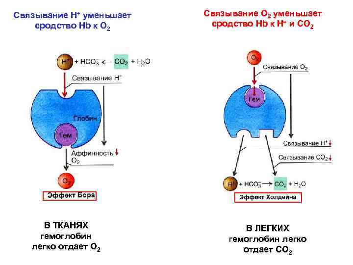 Связывание Н+ уменьшает сродство Hb к О 2 В ТКАНЯХ гемоглобин легко отдает О