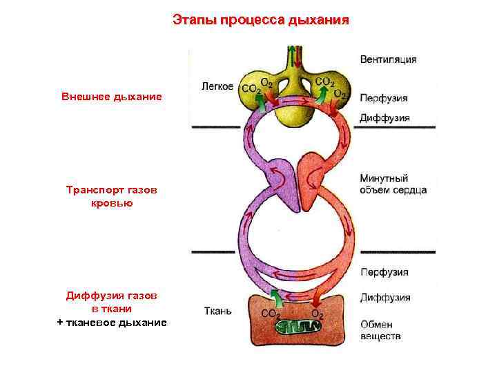 Этапы процесса дыхания Внешнее дыхание Транспорт газов кровью Диффузия газов в ткани + тканевое