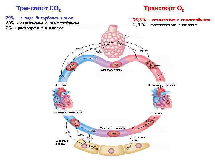 Транспорт СО 2 Транспорт О 2 70% - в виде бикарбонат-ионов 23% - связывание
