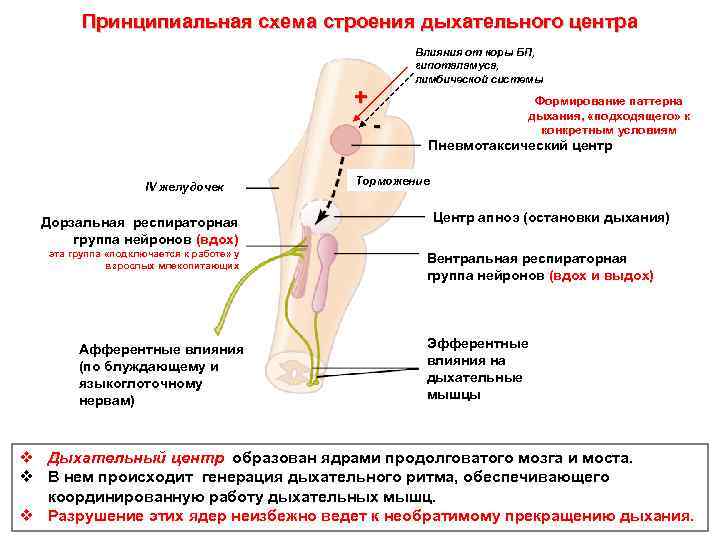 Принципиальная схема строения дыхательного центра Влияния от коры БП, гипоталамуса, лимбической системы + IV