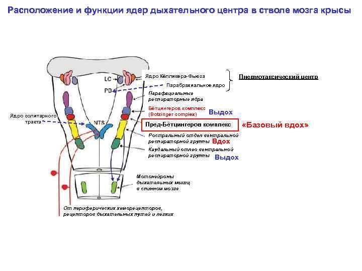 Расположение и функции ядер дыхательного центра в стволе мозга крысы Ядро Кёлликера-Фьюза Пневмотаксический центр