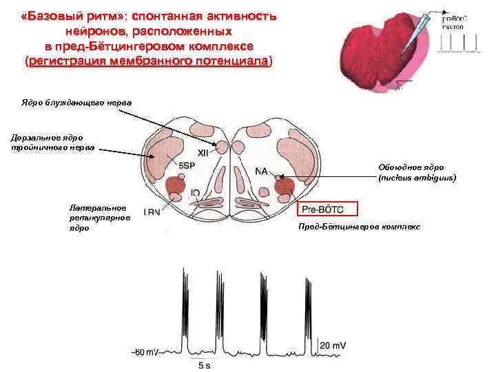  «Базовый ритм» : спонтанная активность нейронов, расположенных в пред-Бётцингеровом комплексе (регистрация мембранного потенциала)