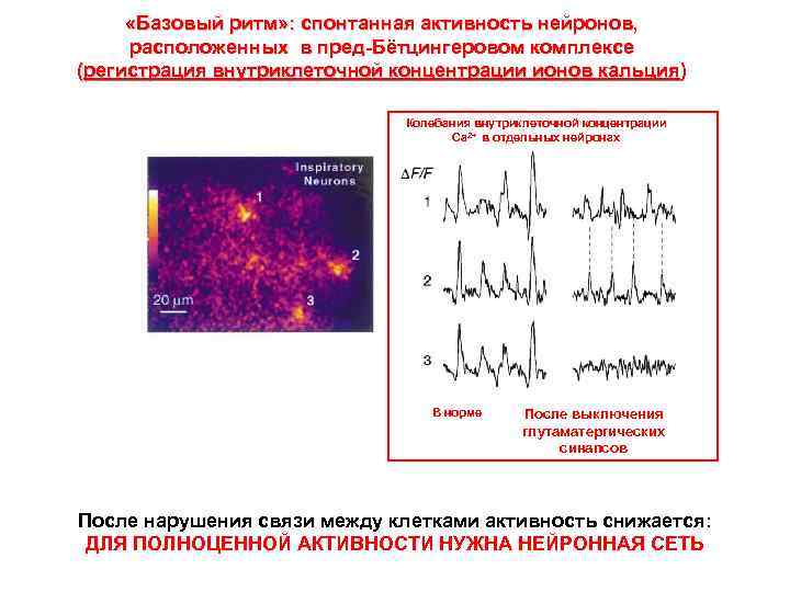  «Базовый ритм» : спонтанная активность нейронов, расположенных в пред-Бётцингеровом комплексе (регистрация внутриклеточной концентрации