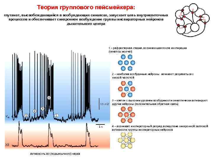 Теория группового пейсмейкера: глутамат, высвобождающийся в возбуждающих синапсах, запускает цепь внутриклеточных процессов и обеспечивает