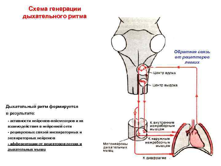 Схема генерации дыхательного ритма Обратная связь от рецепторов легких Дыхательный ритм формируется в результате: