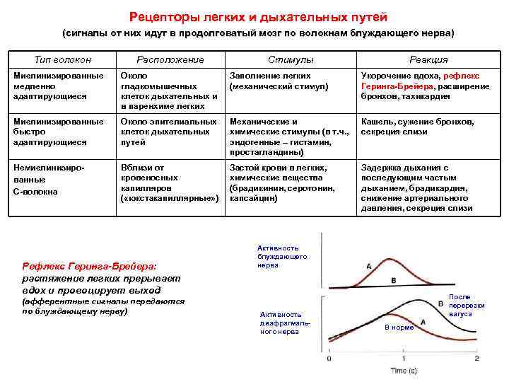 Рецепторы легких и дыхательных путей (сигналы от них идут в продолговатый мозг по волокнам