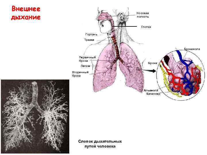 Внешнее дыхание Носовая полость Глотка Гортань Трахея Бронхиола Первичный бронх Легкое Бронх Вторичный бронх