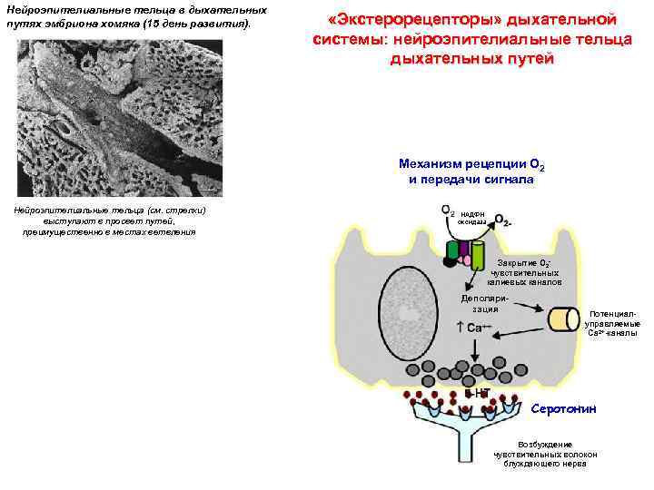 Нейроэпителиальные тельца в дыхательных путях эмбриона хомяка (15 день развития). «Экстерорецепторы» дыхательной системы: нейроэпителиальные