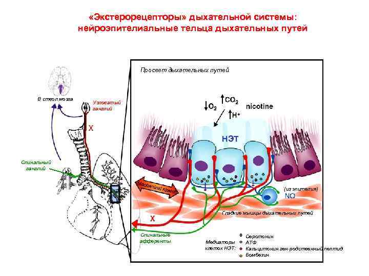  «Экстерорецепторы» дыхательной системы: нейроэпителиальные тельца дыхательных путей Просвет дыхательных путей В ствол мозга