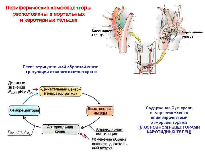 Периферические хеморецепторы расположены в аортальных и каротидных тельцах Каротидное тельце Аортальные тельца Петля отрицательной