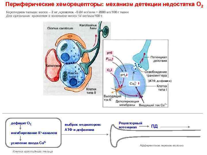 Периферические хеморецепторы: механизм детекции недостатка О 2 Каротидное тельце: масса – 2 мг, кровоток