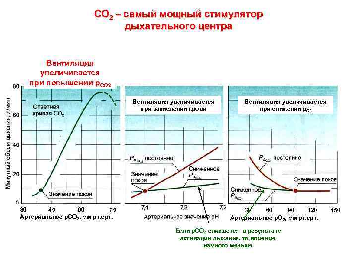 СО 2 – самый мощный стимулятор дыхательного центра Вентиляция увеличивается при повышении р. СО