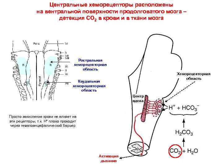 Центральные хеморецепторы расположены на вентральной поверхности продолговатого мозга – детекция СО 2 в крови