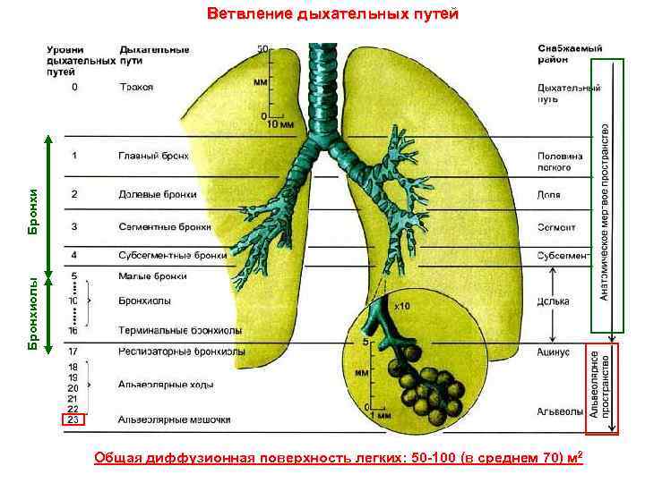 Бронхиолы Бронхи Ветвление дыхательных путей Общая диффузионная поверхность легких: 50 -100 (в среднем 70)