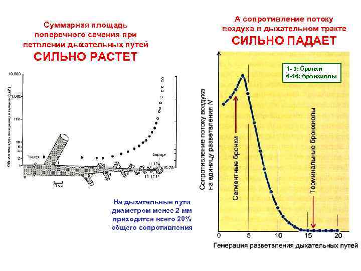 Суммарная площадь поперечного сечения при ветвлении дыхательных путей А сопротивление потоку воздуха в дыхательном