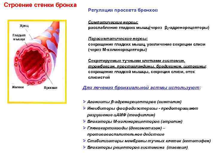 Строение стенки бронха Регуляция просвета бронхов Симпатические нервы: расслабление гладких мышц(через β 2 -адренорецепторы)