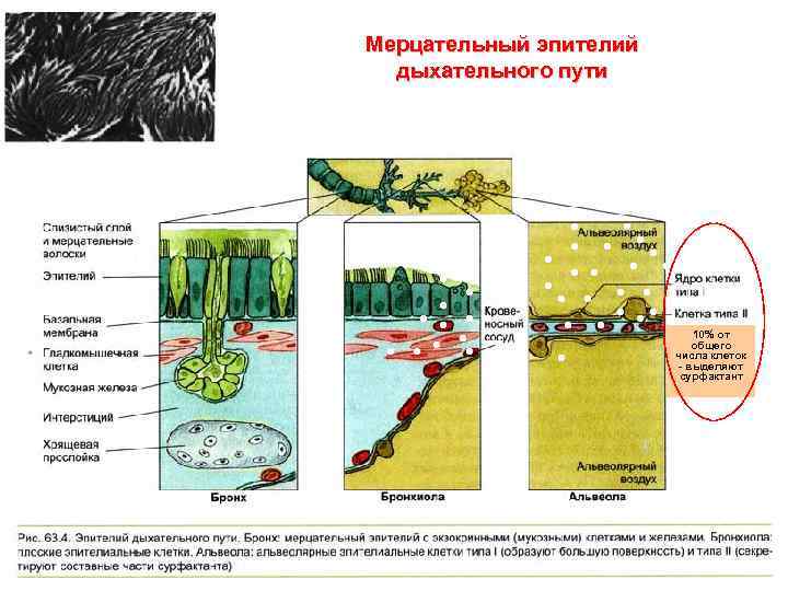 Мерцательный эпителий дыхательного пути 10% от общего числа клеток - выделяют сурфактант 