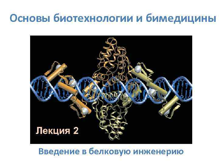 Основы биотехнологии и бимедицины Лекция 2 Введение в белковую инженерию 