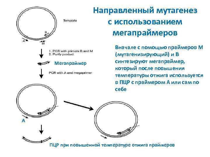 Направленный мутагенез с использованием мегапраймеров Мегапраймер Вначале с помощью праймеров М (мутагенизирующий) и B