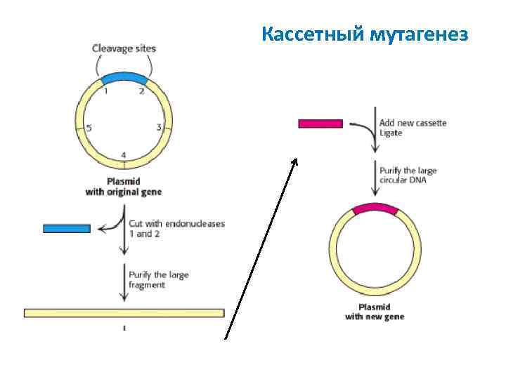 Кассетный мутагенез 