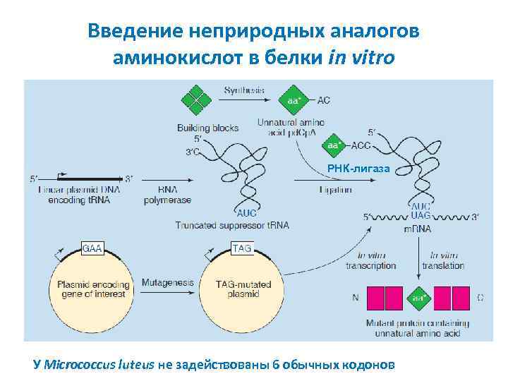 Введение неприродных аналогов аминокислот в белки in vitro РНК-лигаза У Micrococcus luteus не задействованы