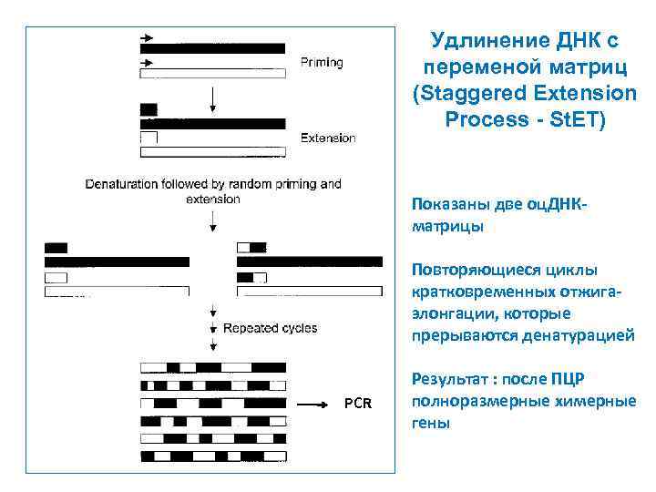 Удлинение ДНК с переменой матриц (Staggered Extension Process - St. ET) Показаны две оц.