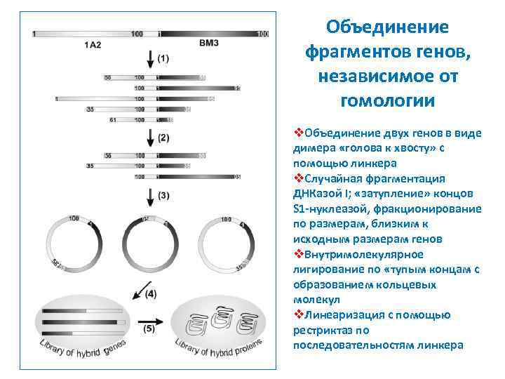 Объединение фрагментов генов, независимое от гомологии v. Объединение двух генов в виде димера «голова