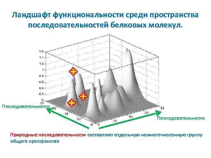 Ландшафт функциональности среди пространства последовательностей белковых молекул. Последовательности Природные последовательности составляют отдельную немногочисленную группу