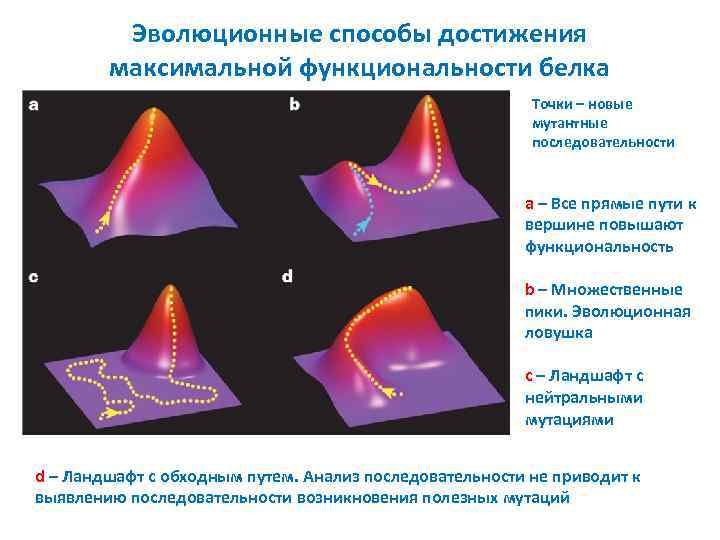 Эволюционные способы достижения максимальной функциональности белка Точки – новые мутантные последовательности a – Все