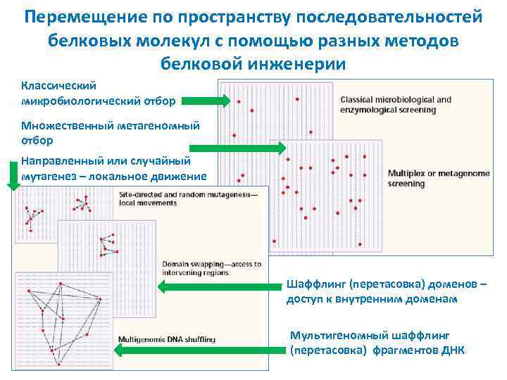 Перемещение по пространству последовательностей белковых молекул с помощью разных методов белковой инженерии Классический микробиологический