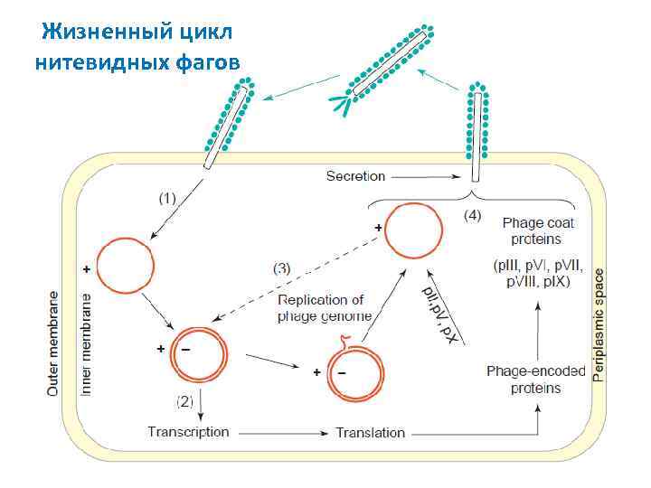 Жизненный цикл нитевидных фагов 