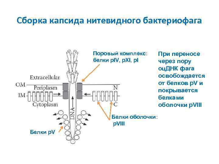 Сборка капсида нитевидного бактериофага Поровый комплекс: белки p. IV, p. XI, p. I Белки