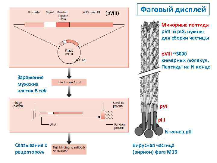 (p. VIII) Фаговый дисплей Минорные пептиды p. VII и p. IX, нужны для сборки