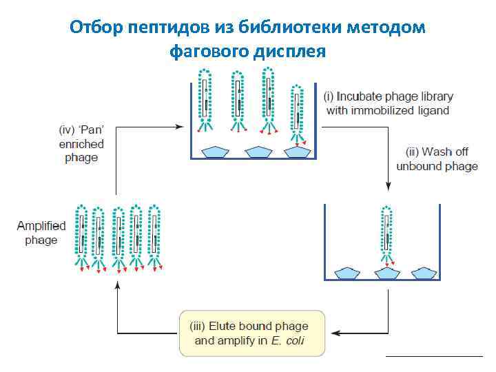 Отбор пептидов из библиотеки методом фагового дисплея 