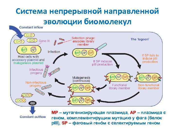 Система непрерывной направленной эволюции биомолекул MP – мутагенизирующая плазмида, AP – плазмида с геном,