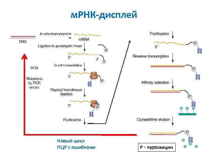 м. РНК-дисплей Новый цикл ПЦР с ошибками Р - пуромицин 