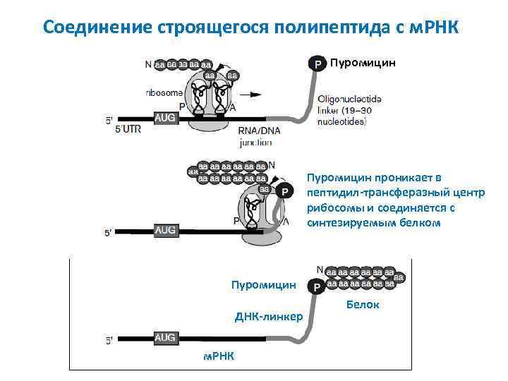 Соединение строящегося полипептида с м. РНК Пуромицин проникает в пептидил-трансферазный центр рибосомы и соединяется