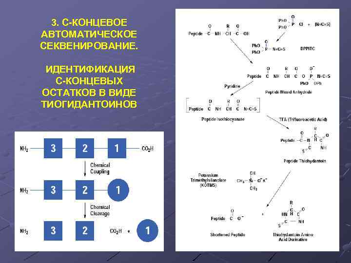 3. С-КОНЦЕВОЕ АВТОМАТИЧЕСКОЕ СЕКВЕНИРОВАНИЕ. ИДЕНТИФИКАЦИЯ С-КОНЦЕВЫХ ОСТАТКОВ В ВИДЕ ТИОГИДАНТОИНОВ 
